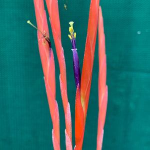 Tillandsia - Flabellata ‘Rubra’ ex. OM