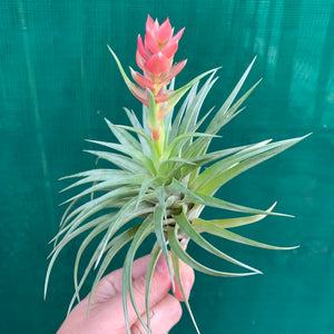 Tillandsia - stricta 'Bak' ex. CC