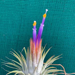 Tillandsia - ionantha ‘APD005’