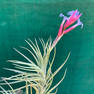 Tillandsia - tenuifolia 'Arturo Isley' ex. JO