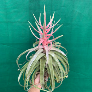Tillandsia - streptophylla ‘Giant Form’