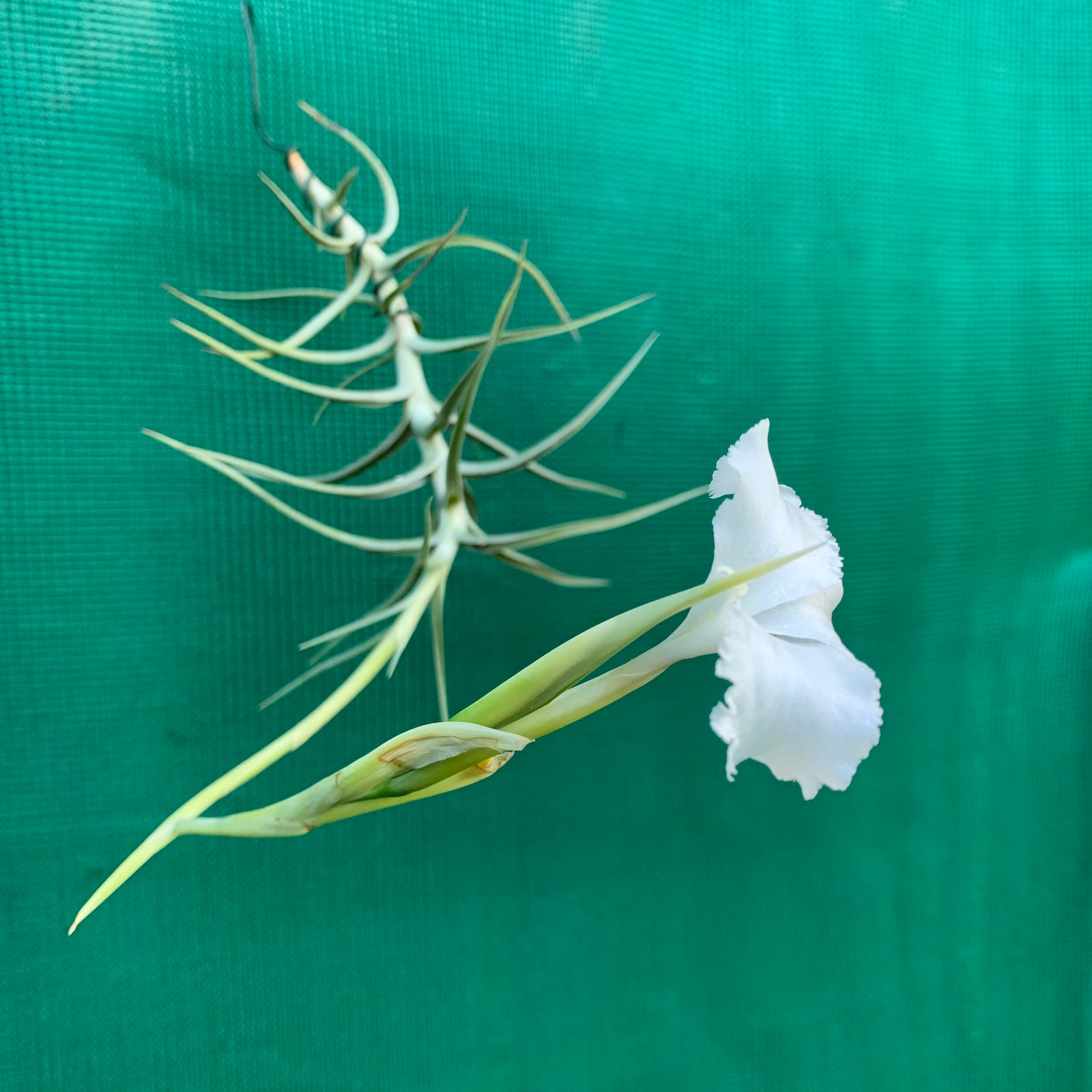 Tillandsia - diaguitensis (Fragrant)