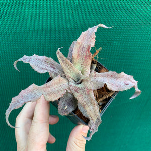 Cryptanthus - Primrose