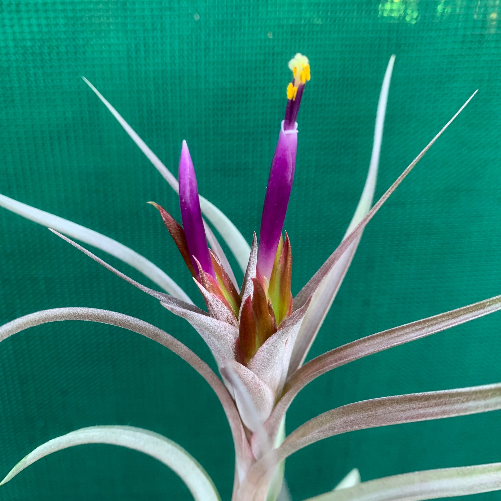 Tillandsia - Jackie Loinaz