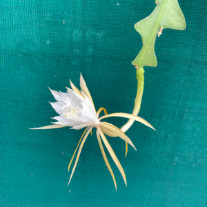 Epiphyllum anguliger ‘Zigzag’ - EP6