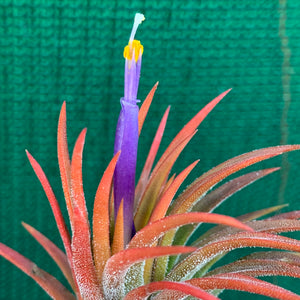 Tillandsia - ionantha ‘Orange’ ex. BH