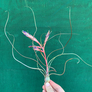 Tillandsia - butzii x bulbosa