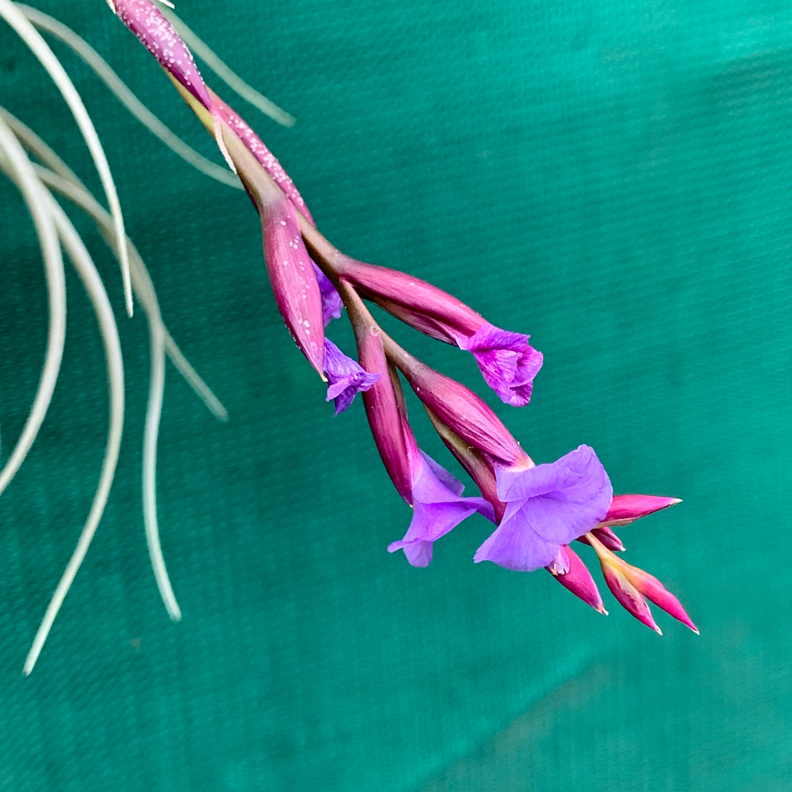 Tillandsia - Howard’s Purple
