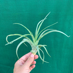 Tillandsia - brachycaulos x streptophylla Nat. Hybrid