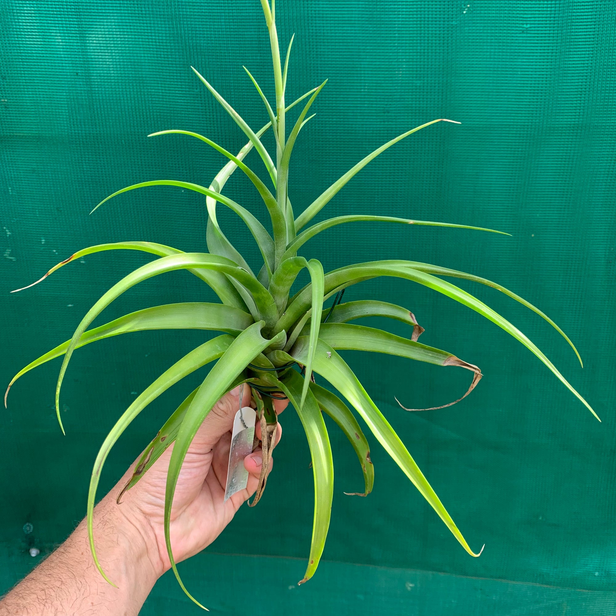 vivipara air plant Tillandsia - flexuosa Vivipara 'Greenie' ex. PT