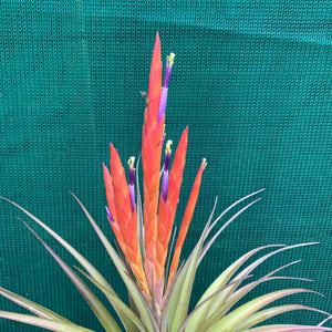 Tillandsia - Roma