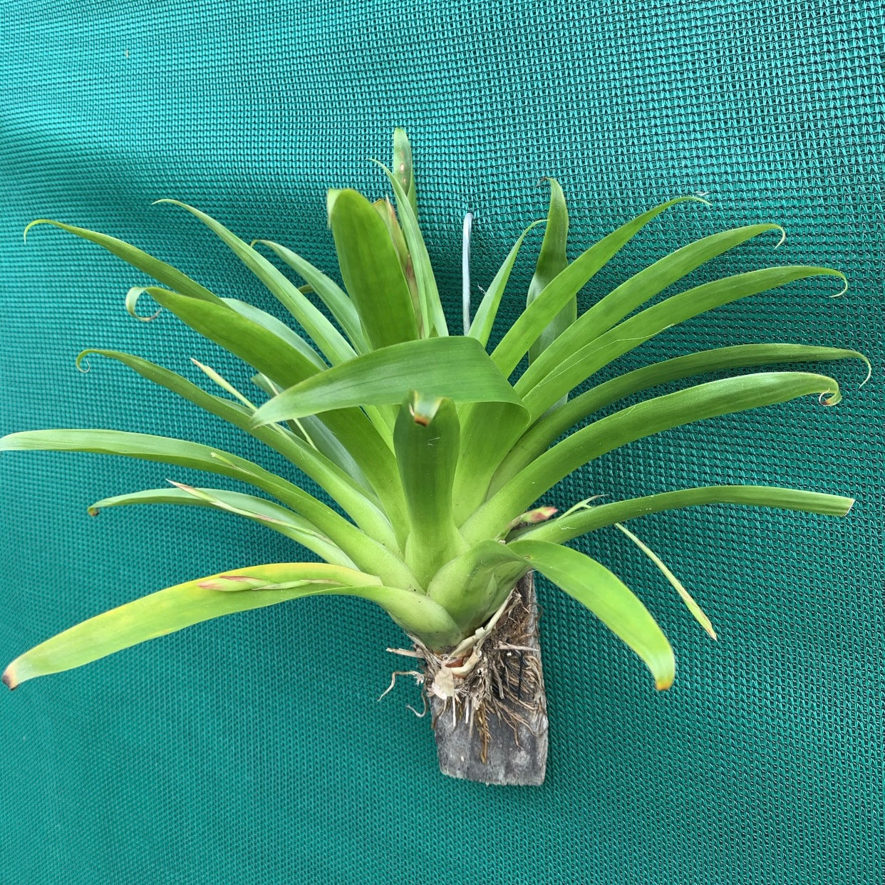 Tillandsia - complanata