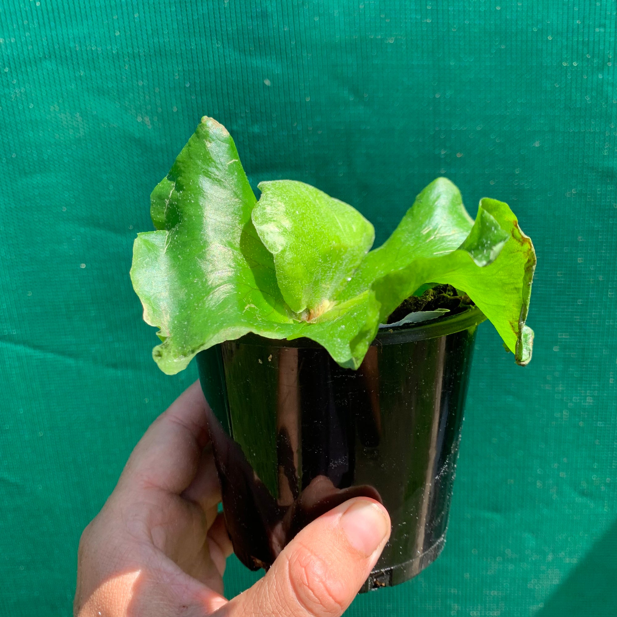 Platycerium - Stemaria White