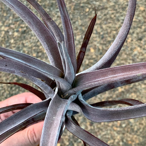 Tillandsia - Novakii ex. PT