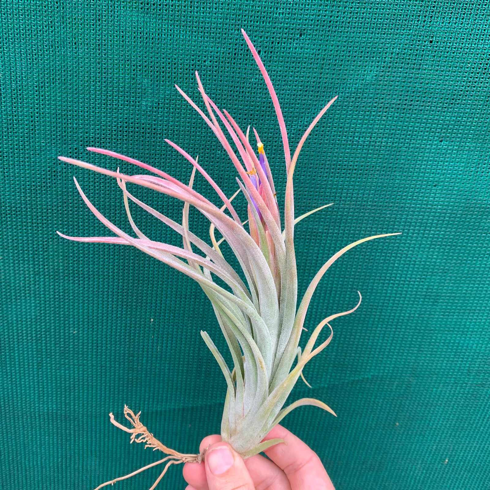 Tillandsia - butzii x ionantha ex. AP