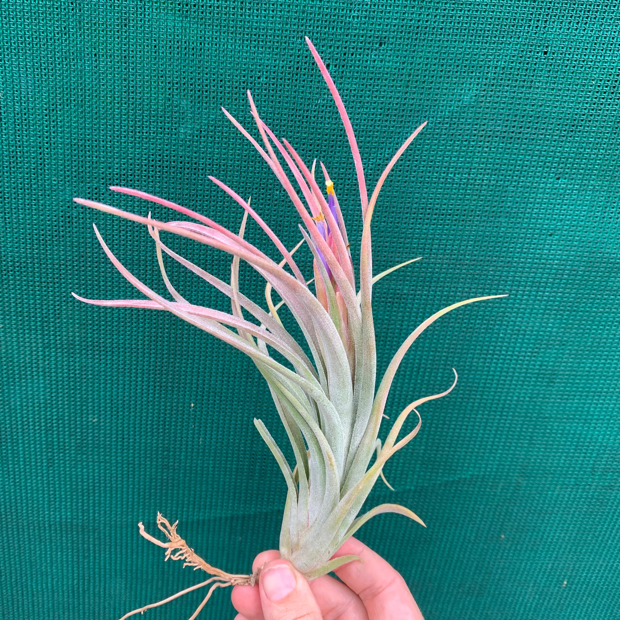 Tillandsia - butzii x ionantha ex. AP