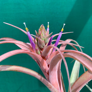 Tillandsia - brachycaulos x streptophylla Nat. Hybrid