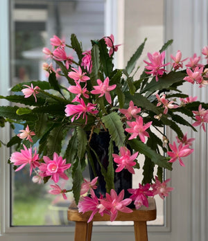 Disocactus Phyllanthoides “German Express”