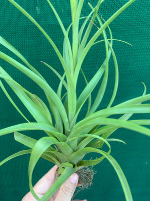 Tillandsia - polystachia ex. OM