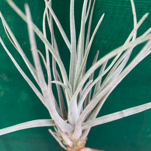 Tillandsia - utriculata