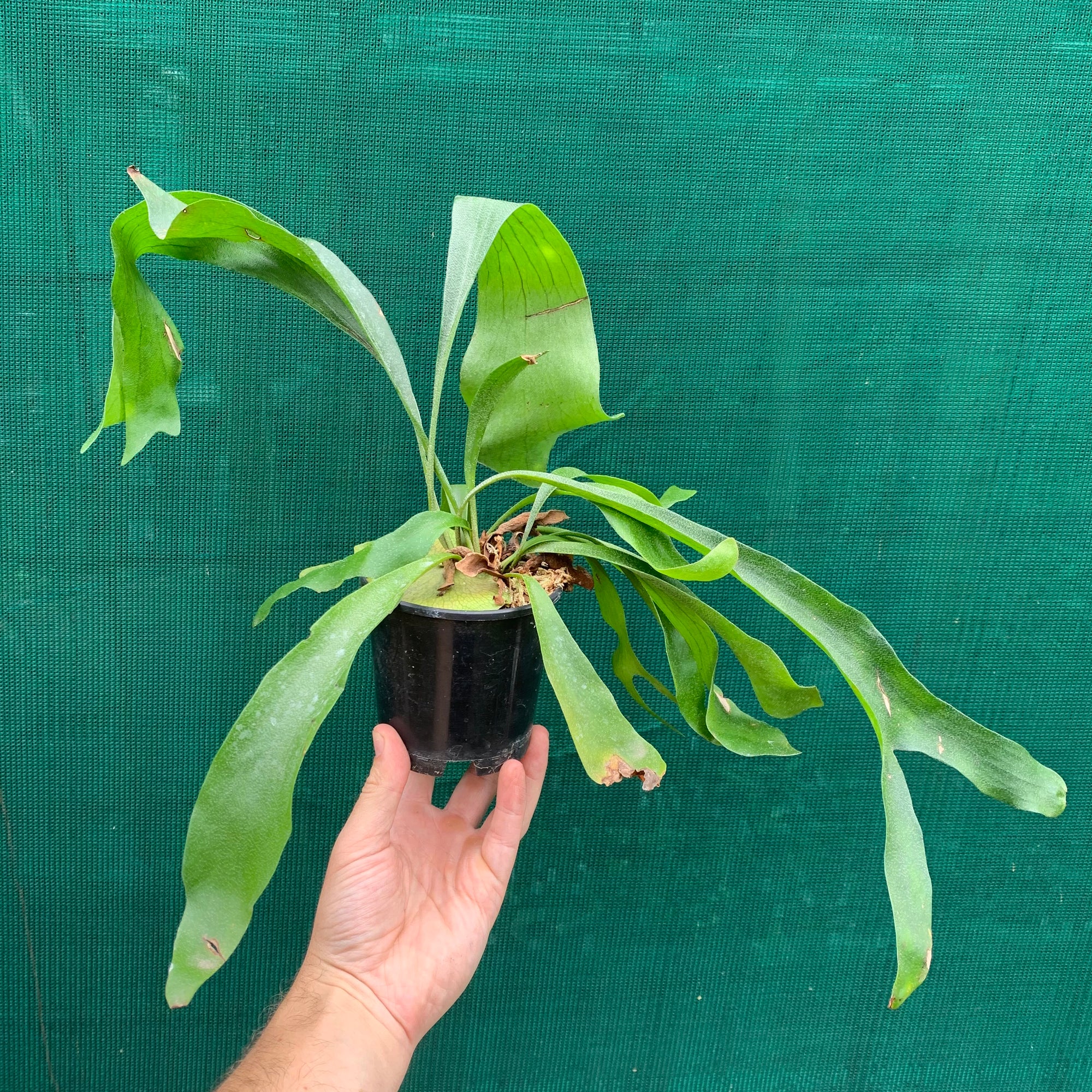 Platycerium - Netherlands ‘Elkhorn Fern’