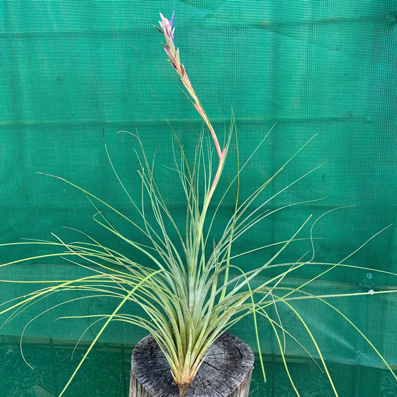 Tillandsia - hammeri ‘Giant Form’ ex. PT
