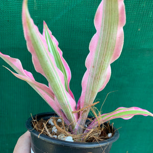 Cryptanthus - Rainbow Star