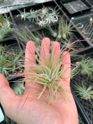 Tillandsia - ionantha ‘APD004’