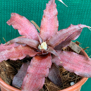 Cryptanthus - Mary Poppins