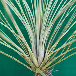 Tillandsia - juncea