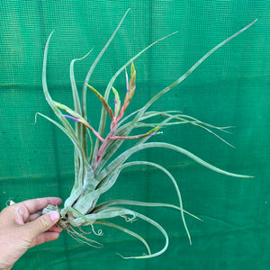 Tillandsia - Jerrang ex. PB