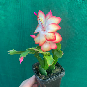 Zygocactus Samba