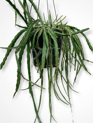 Lepismium Cruciforme Pink - R40