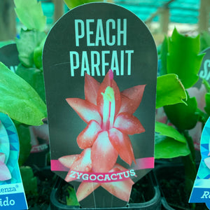 Zygocactus Peach Parfait