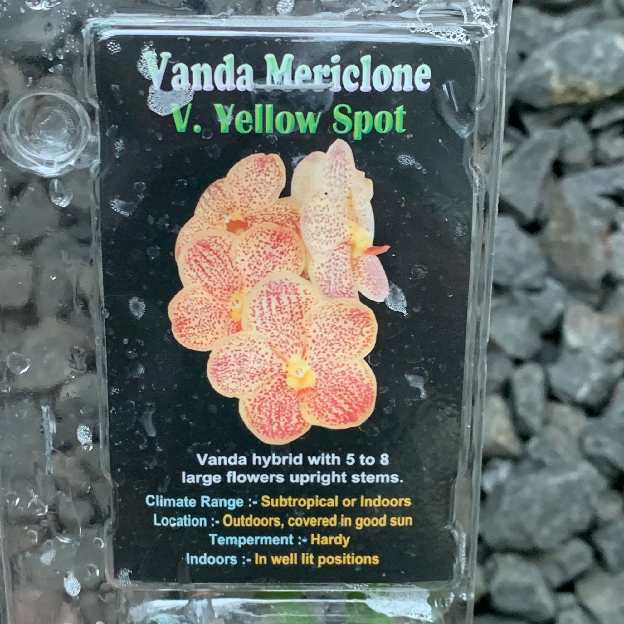 Orchid - Vanda Mericlone ‘V. Yellow Spot’