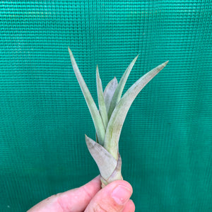 Tillandsia -  Coalcomanensis ex. LK