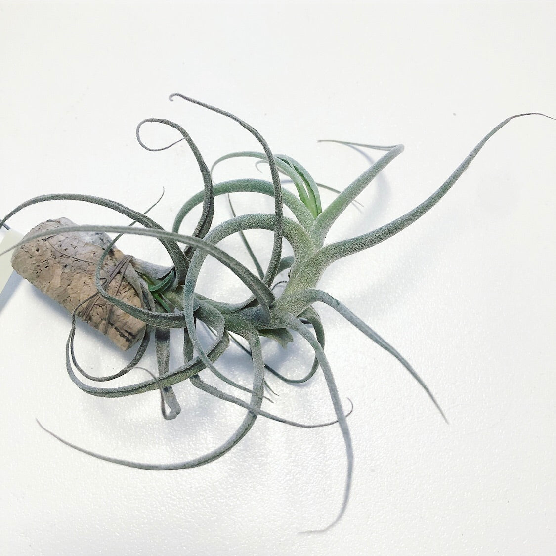 Tillandsia - Wonga (Fragrant)