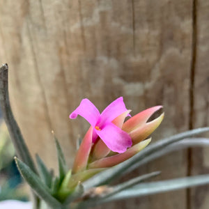 Tillandsia - argentina