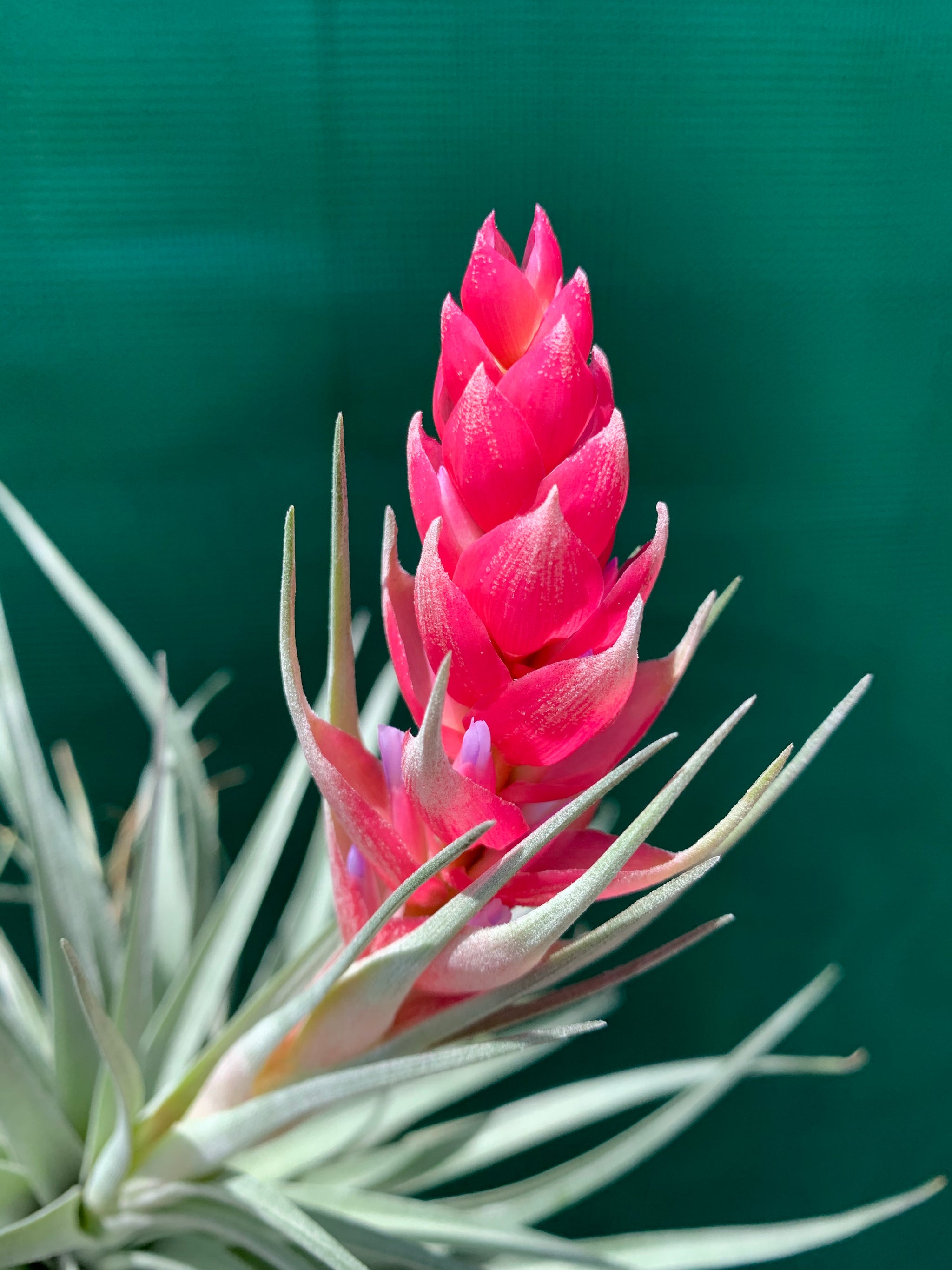 houston cotton candy air plant Tillandsia - Houston