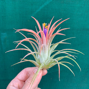 Tillandsia - ionantha ‘Rubra’ ex. CV