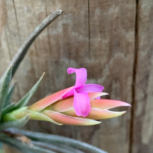 Tillandsia - argentina