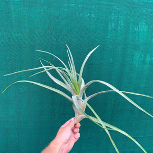 Tillandsia - Novakii ex. PT