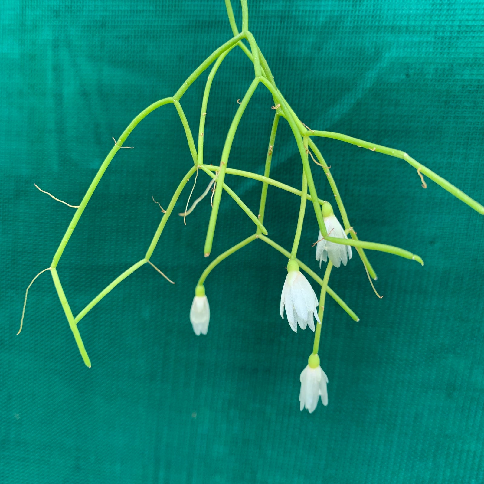 Rhipsalis campos-portoana - R57