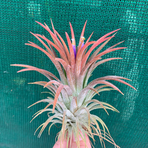 Tillandsia - ionantha ‘APD001’