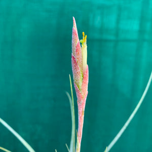 Tillandsia - chapalillaensis