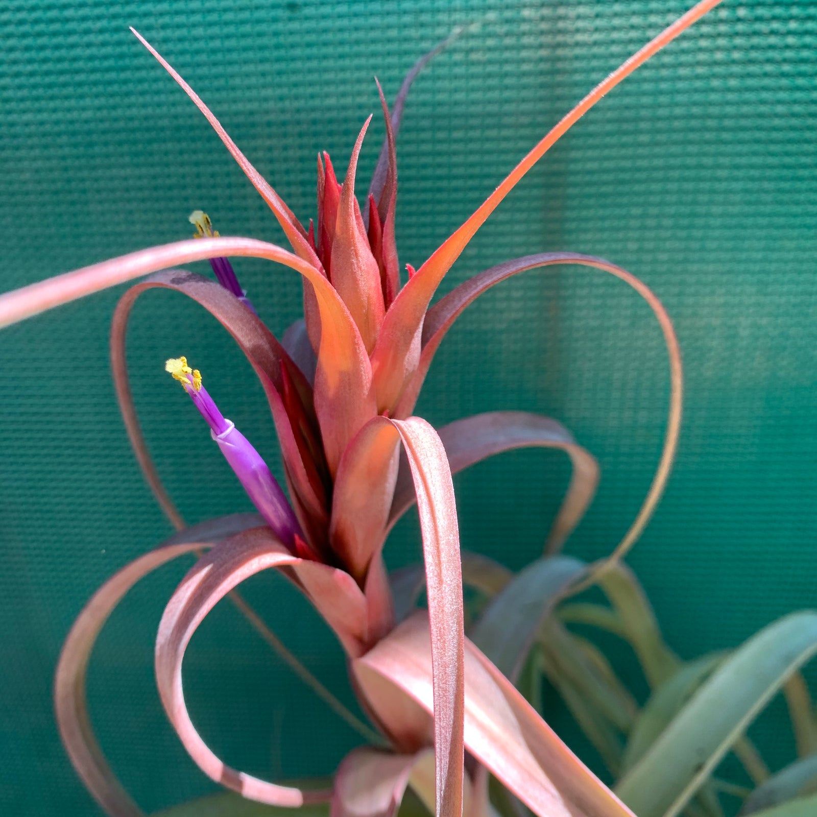 Tillandsia - Red Fountain
