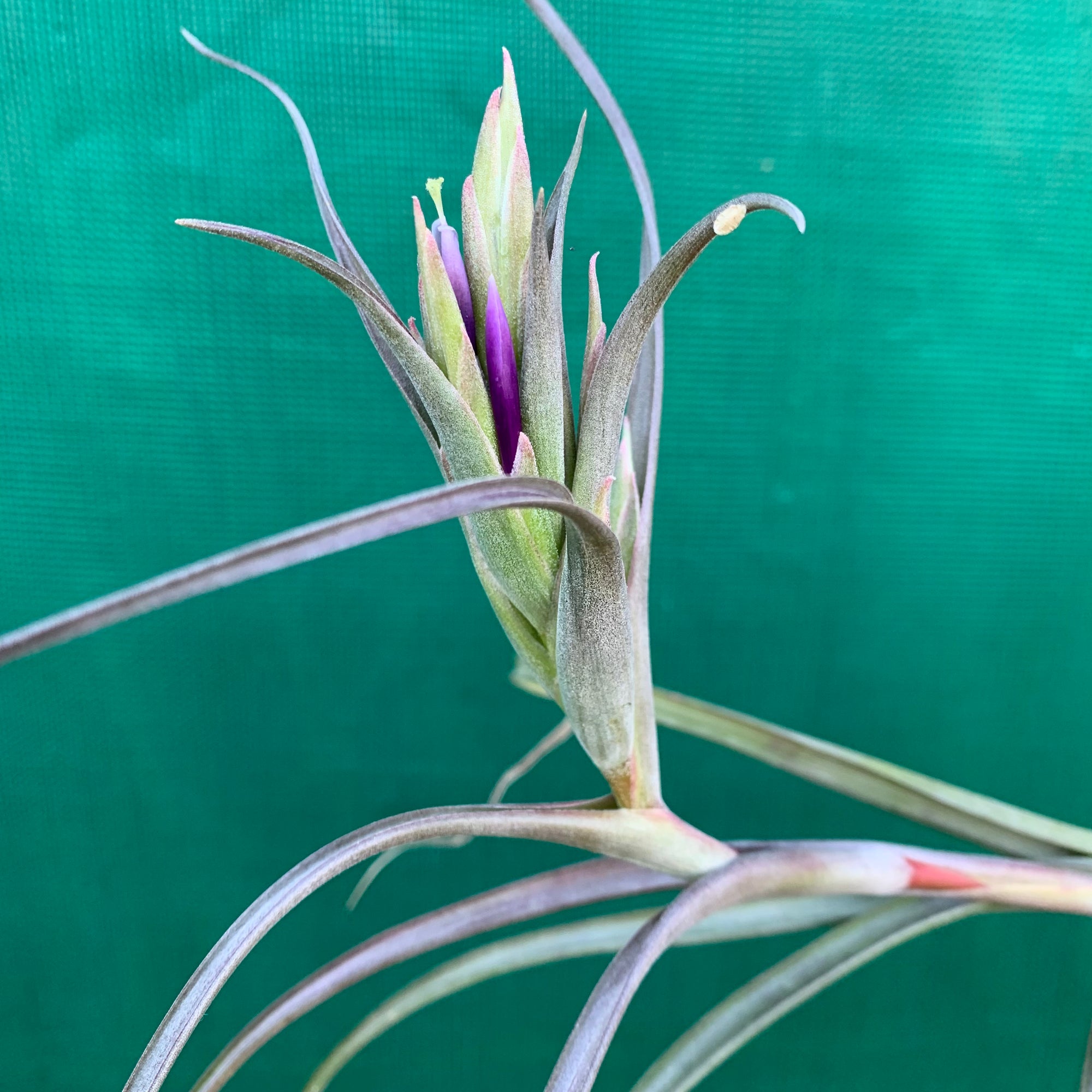 Tillandsia - Victory