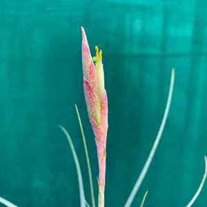 Tillandsia - chapalillaensis