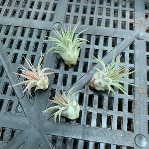 Tillandsia - ionantha 'Stricta'