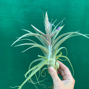 Tillandsia - Ehlersiana x Streptophylla (Nat. Hybrid) ex. BRT